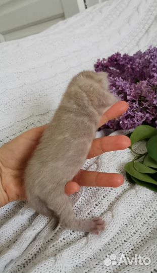 Бенгальские котята