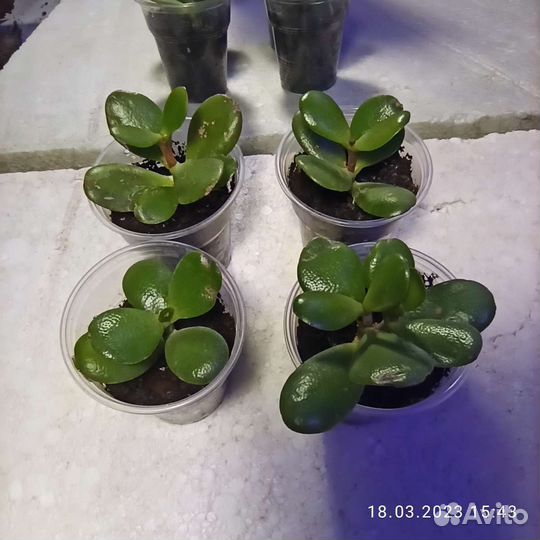 Толстянка укоренённые