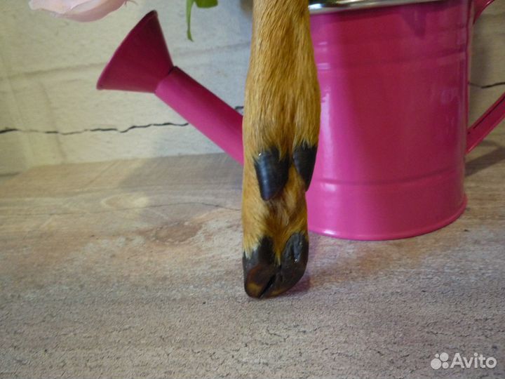 Открывалка копытце косули