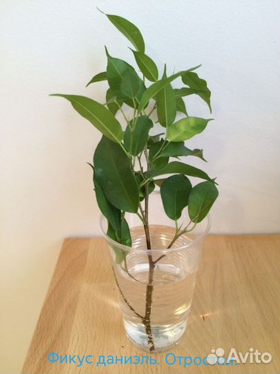 Фикус бенджамина даниэль