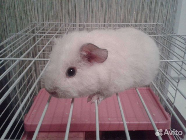 Передержка животных: грызунов, птиц,рыбок,растений