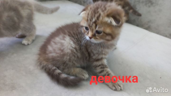 Шотландские котята