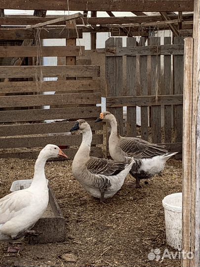 Индюки на племя