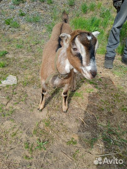 Козочка+козел