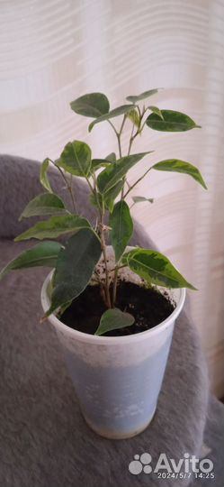 Фикус бенджамина