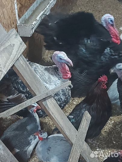 Инкубационное яйцо индейки