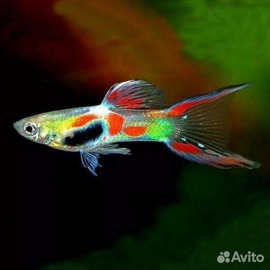 Рыбки гуппи. Есть мальки