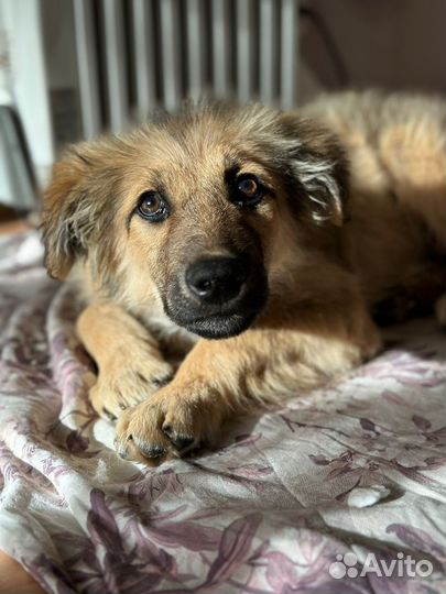 Добрый щенок в добрые ручки