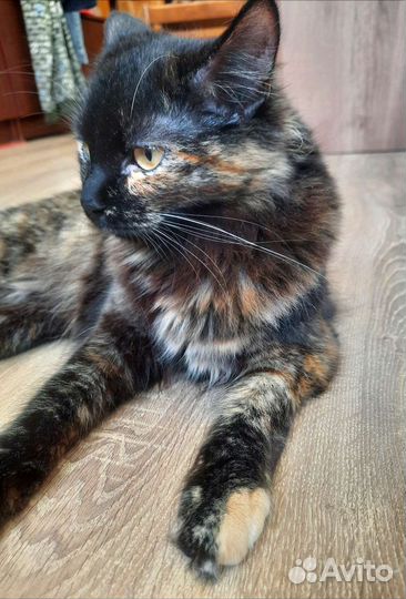 Подкрадульная кошка