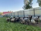 Баран, овцы объявление продам