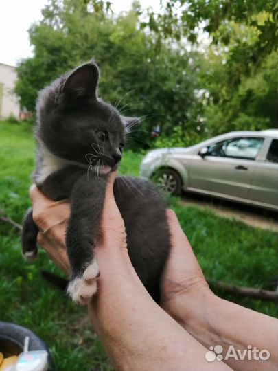 Котенок в дар бесплатно