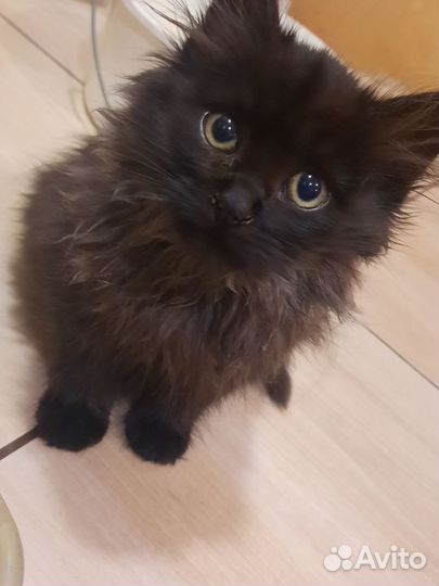Котята бесплатно