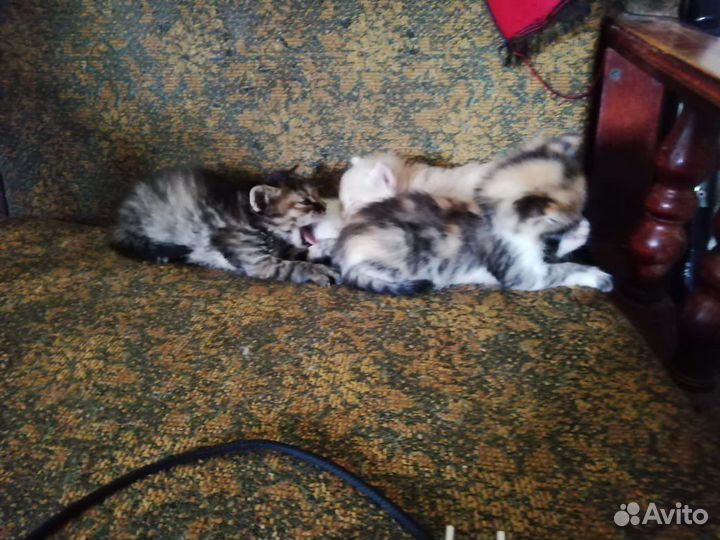 Котята в добрые руки «благовещенские»