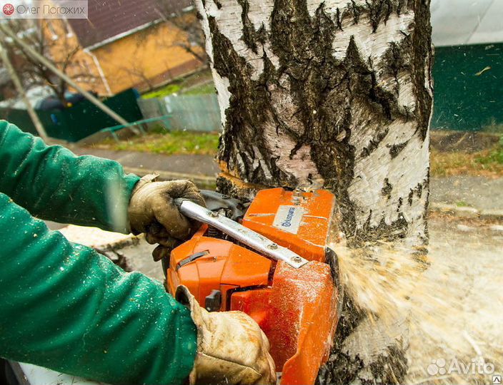 Спил деревьев