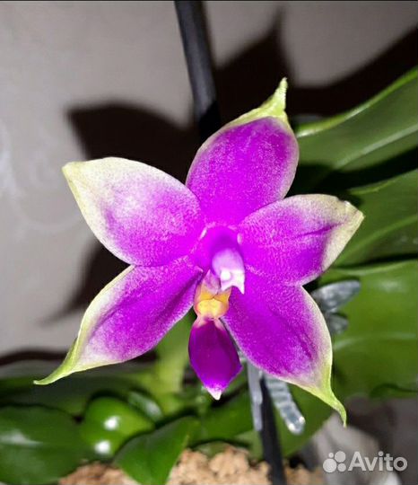 Ароматная орхидея
