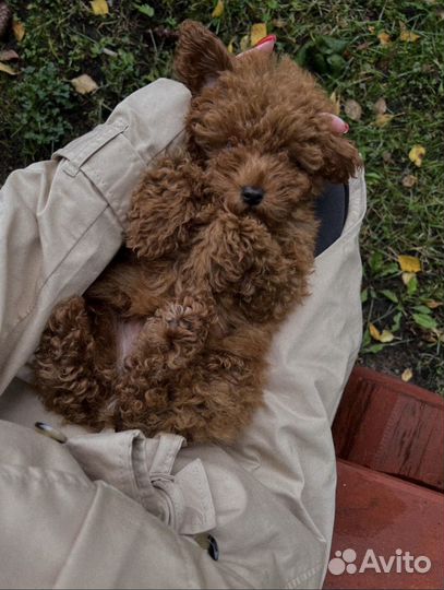 Передержка ситтинг собак кошек