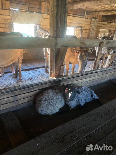 Коровы и телята