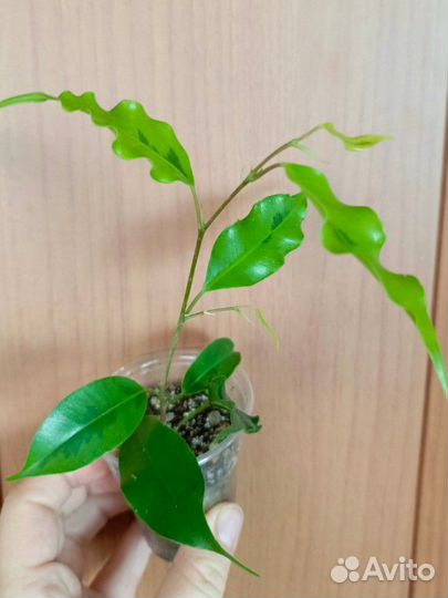 Фикусы Анастасия,Твилайт,Голден моник