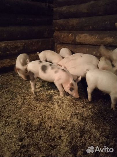 Поросята