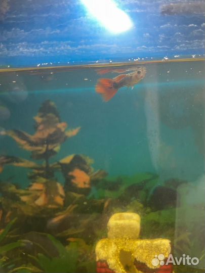 Аквариум с рыбками