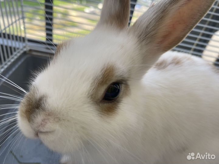 Декоративный кролик