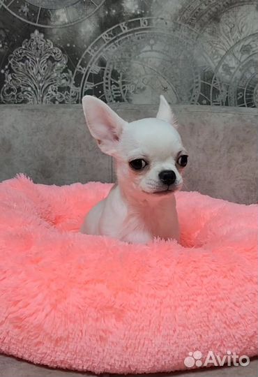 Мальчик блондин