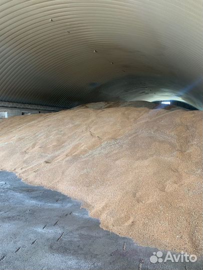 Пшеница зерно, доставка