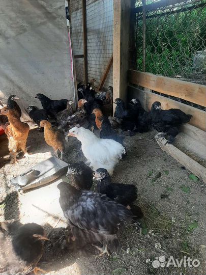 Цыплята и куры брама