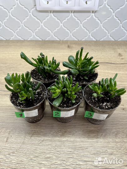 Крассула хоббит