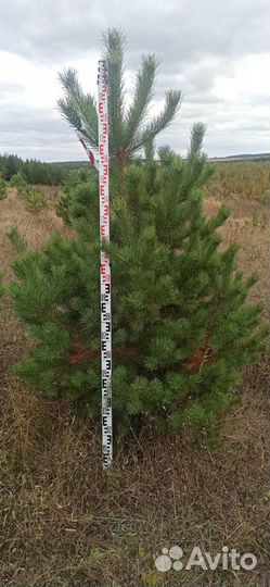 Крупномер декоративные