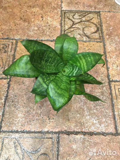 Сансевиерия ханни комнатные цветы