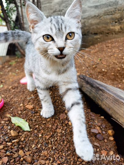 Котик