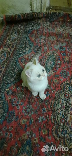 Британские котята