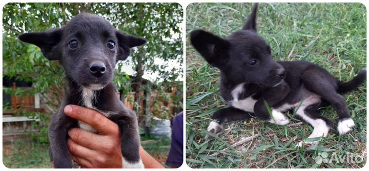 Возьми щенка из приюта, подари ему дом