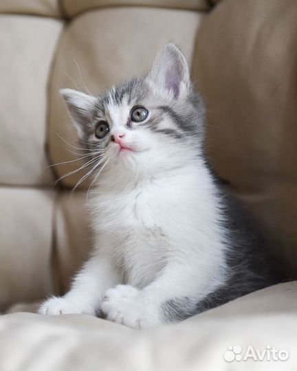 Котенок -мальчик, 1 месяц