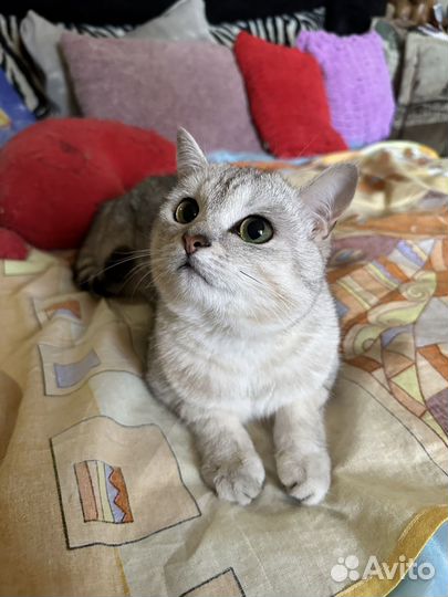 Британец (помесь) Ёся
