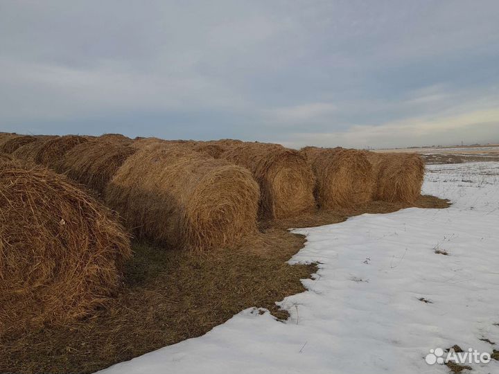 Сено в рулонах