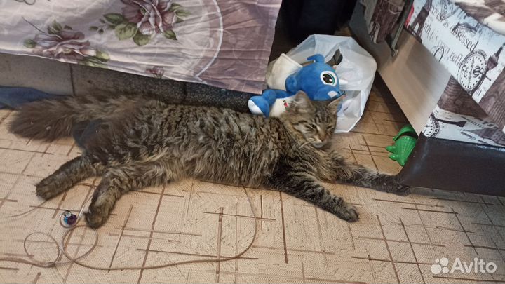 Кошка в дар бесплатно