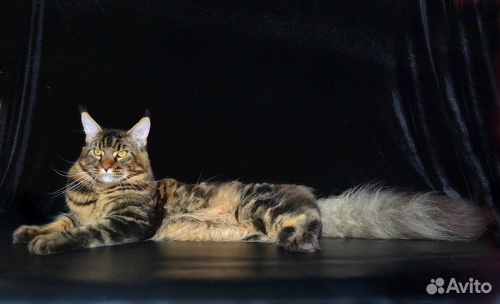Котятки в добрые руки