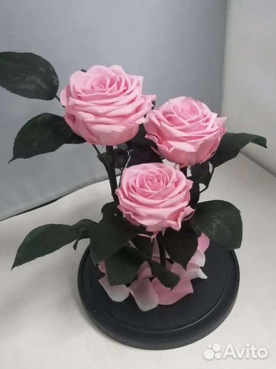 Роза в колбе