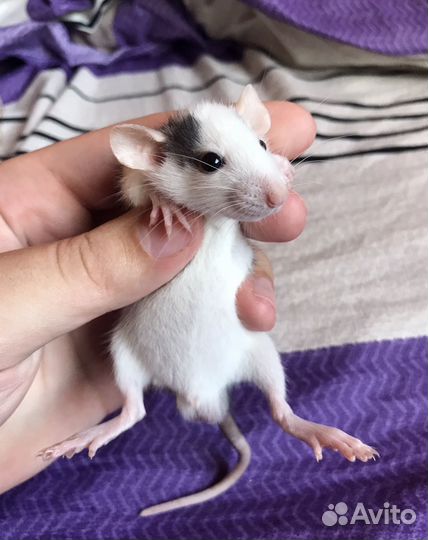 Крыса Дамбо из Питомника. Ручные крысята