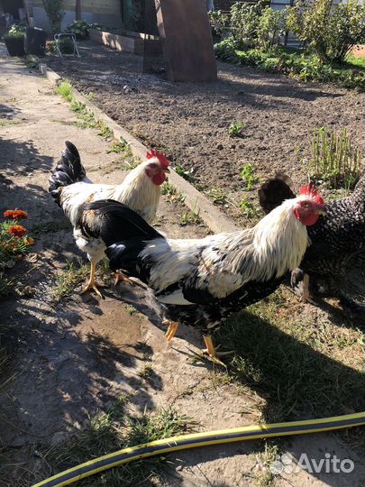 Молодые петухи