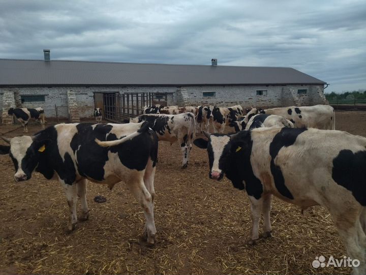 Быки на продажу