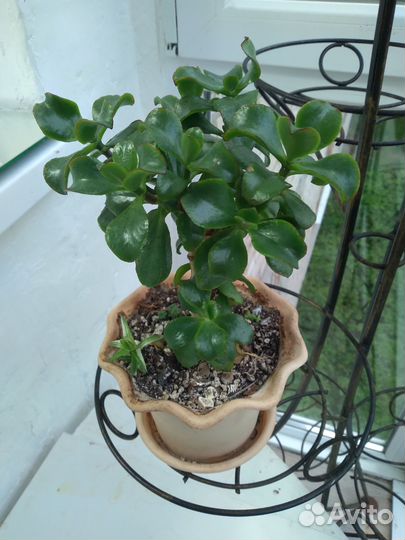 Красула (Толстянка)