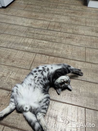 Вязка Шотландская прямоухая (скоттиш-страйт)