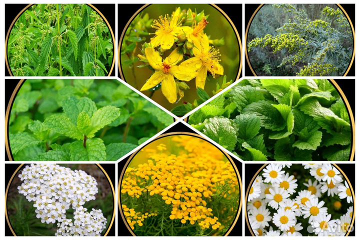 Запарка для бани и травы. Ягода, яблоки, мята