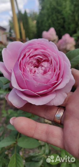 Роза пионовидная (бронь)