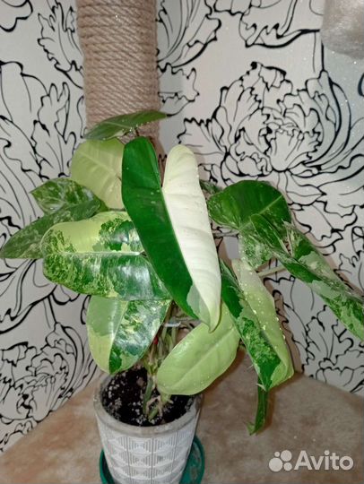 Голд Сатин, Бурле Макс вар и др