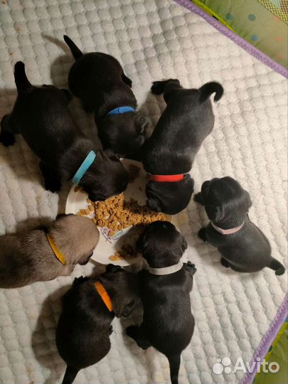 Мопс(вязка)