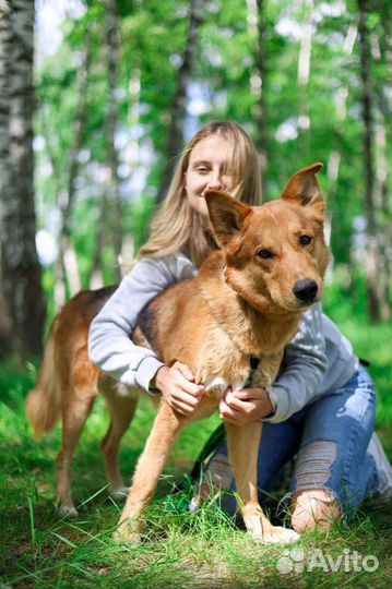Собаки бесплатно в добрые руки щенки
